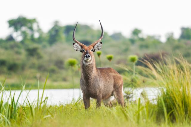 Uganda, Rwanda - gorily, šimpanzy a nosorožce