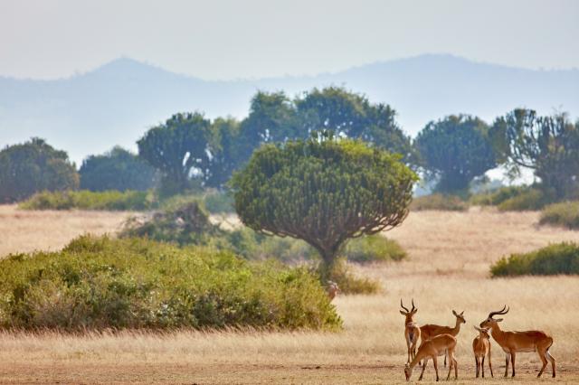 Uganda, Rwanda - gorily, šimpanzy a nosorožce