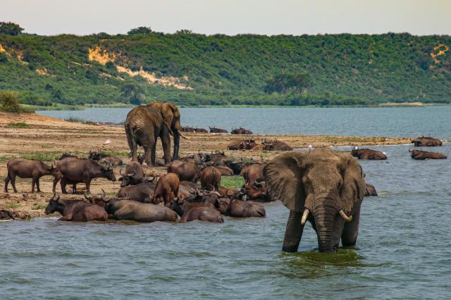 Uganda, Rwanda - gorily, šimpanzy a nosorožce