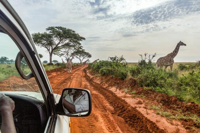Uganda, Rwanda - gorily, šimpanzy a nosorožce