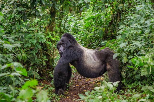 Uganda, Rwanda - gorily, šimpanzy a nosorožce