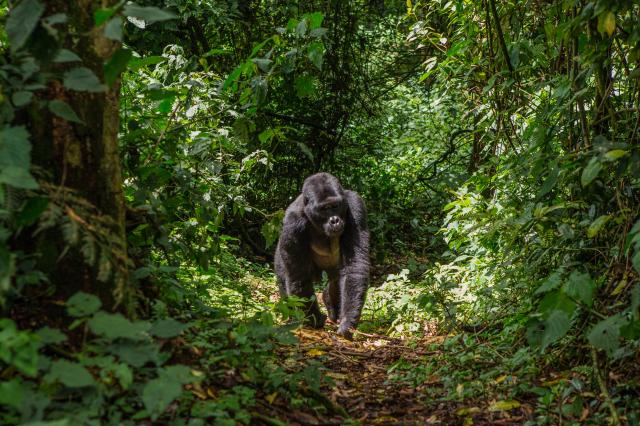 Uganda, Rwanda - gorily, šimpanzy a nosorožce