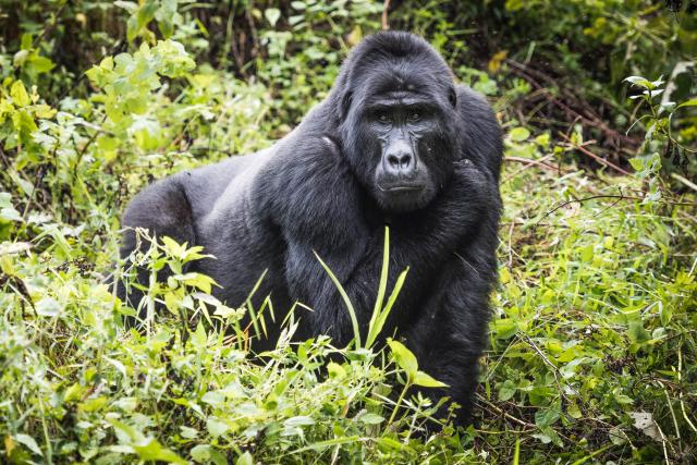 Uganda, Rwanda - gorily, šimpanzy a nosorožce