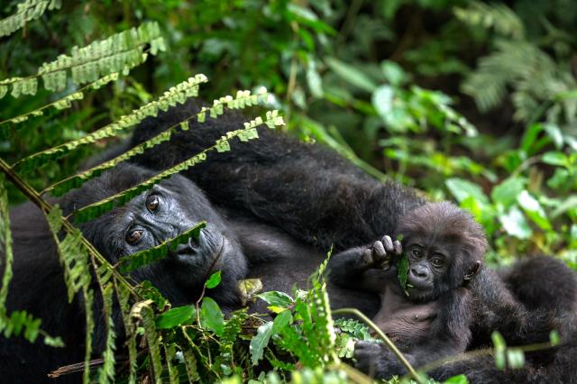 Uganda, Rwanda - gorily, šimpanzy a nosorožce