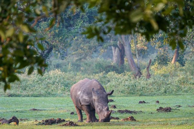 Uganda, Rwanda - gorily, šimpanzy a nosorožce