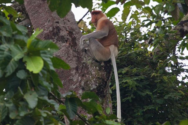 Malajzia, Borneo, Brunej - Ázijské safari