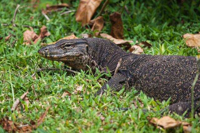 Malajzia, Borneo, Brunej - Ázijské safari