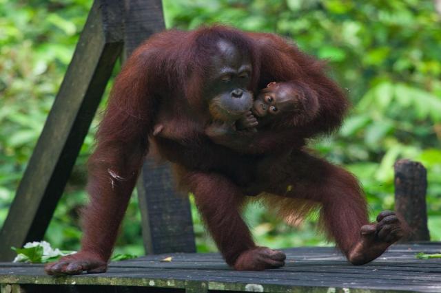 Malajzia, Borneo, Brunej - Ázijské safari