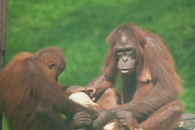 Malajzia, Borneo, Brunej - Ázijské safari