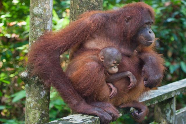 Malajzia, Borneo, Brunej - Ázijské safari