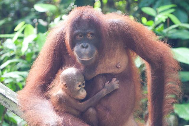 Malajzia, Borneo, Brunej - Ázijské safari