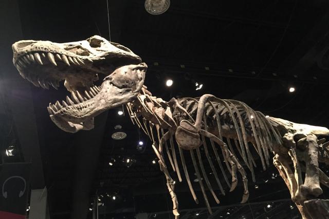 Royal Tyrrell Museum s rozsiahlou zbierkou exponátov bude jasno