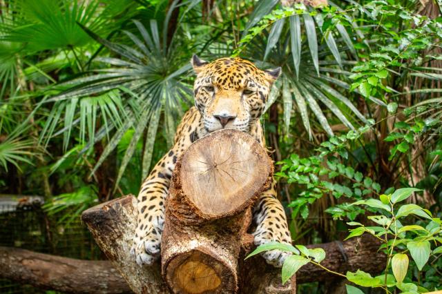 V Belize city je dokonca zaujímavá ZOO, v ktorej môžete vidieť 