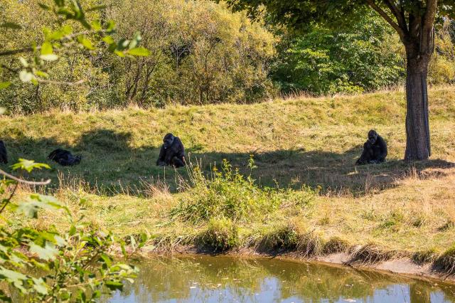 Odpočinok v tejto krásnej ZOO nájdeme my a aj tieto krásne gori