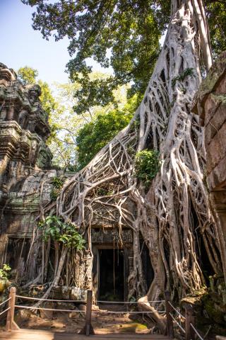 Nevynecháme ani atmosférický Ta Prohm... foto: Eva Andrejcová -