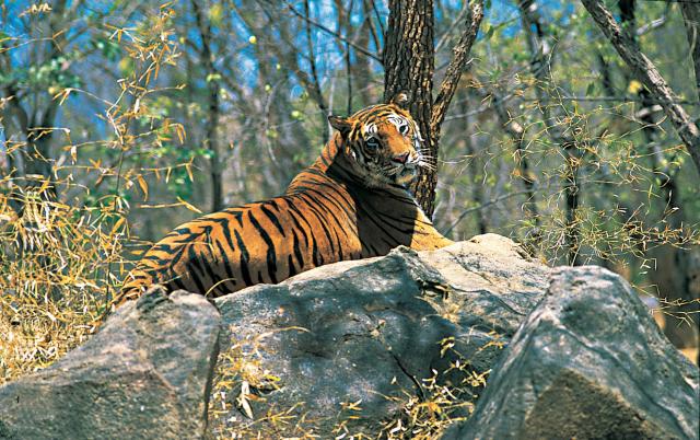 Bengálske tigre - symbol krajiny