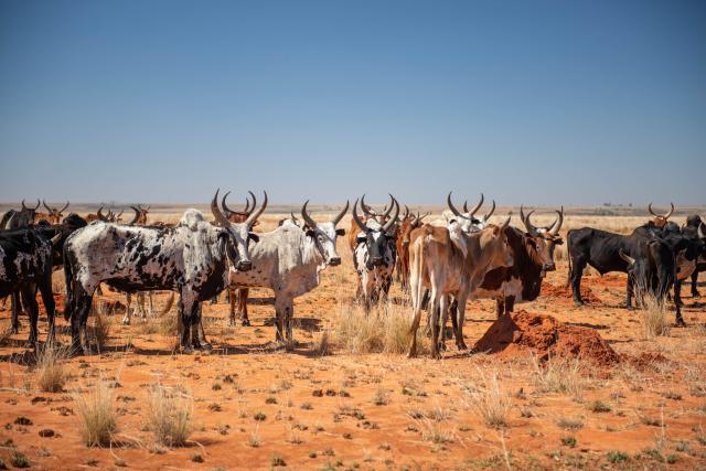 Ak je u nás symbolom bohatstva počet áut v garáži, na Madagaska