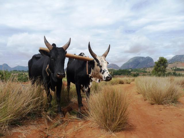 Zebu sú prichystané na ťažkú prácu. foto: Martin KARNIŠ – 