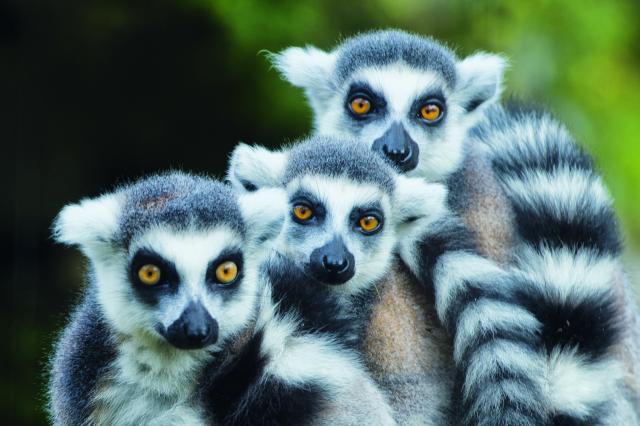 Madagaskar veľký okruh