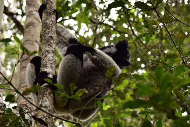 V pralesoch na východe žije aj Indri, najväčší žijúci lemur. Dá