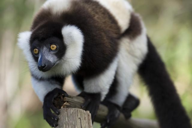 Lemur vari vytvára desiatky rôznych poddruhov a nájdeme ho takm