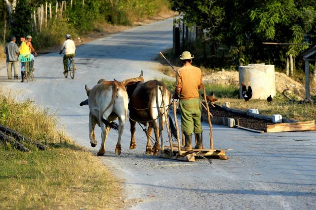 Videli ste takúto dopravu? Sme v údolí Vinales preslávenom najl