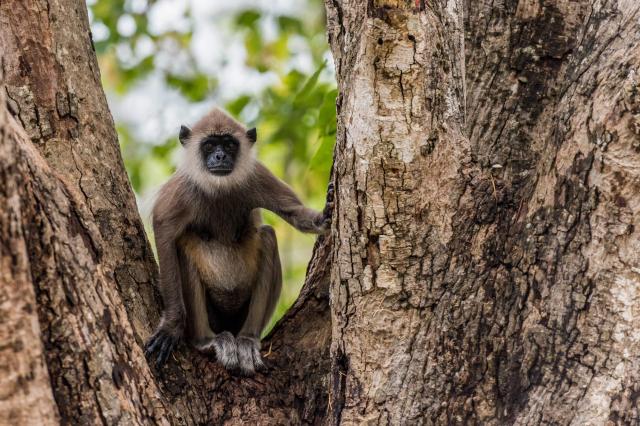 Pestrá fauna Srí Lanky.
foto: Martin Ferenčík — 
