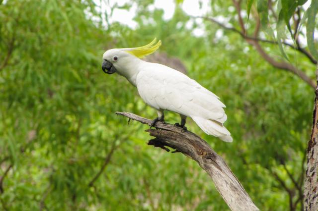 Tento národný park má rovnaké meno ako typický vták Austrálie a