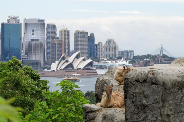 Navštívte akvárium, Zoo Taronga, ktorá je považovaná za jednu z