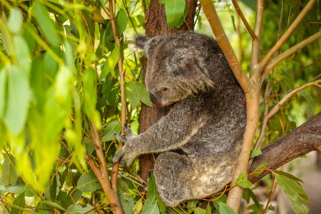 Koaly, kengury, kazuáre, ježury a ďalších. Austrália je plná pr
