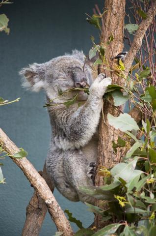 Koala medvedíkovitá, i keď s medveďom nemá nič spoločné. Najpop