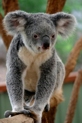 Vo zveroparku Featherdale na predmestí Sydney si môžete spraviť