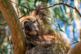 Nový Zéland, Austrália