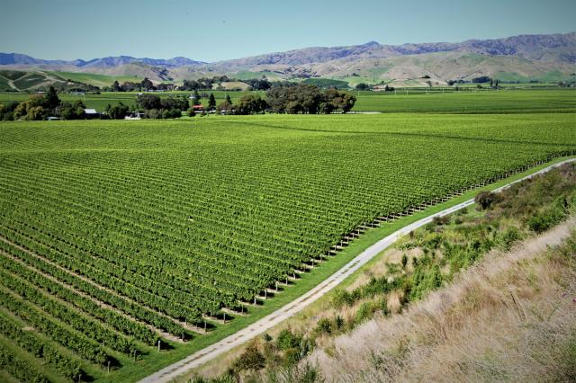 Vinárska oblasť Marlborough. Sauvignon blanc alebo chardonnay č