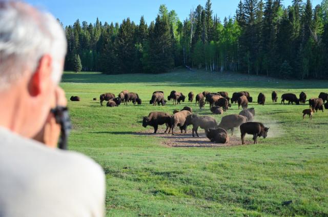 Na severnom okraji Grand kaňonu žijú voľne bizóny. toto budú po