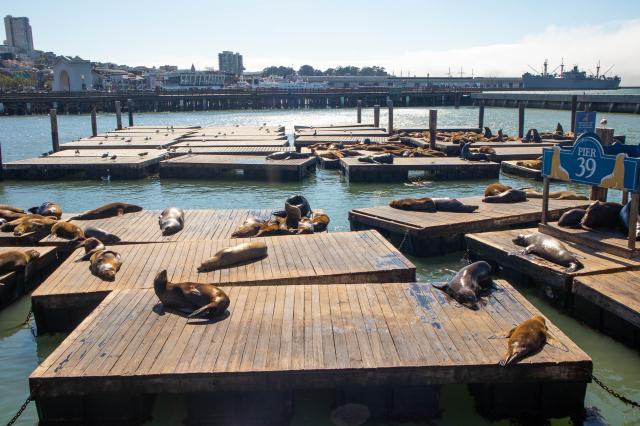 San Francisco - kolónia uškatcov na móle 39. foto: Ľubor KUČERA