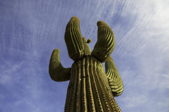 Jediným druhom čeľade Saguaro je Carnegiea gigantea.
foto:  arc