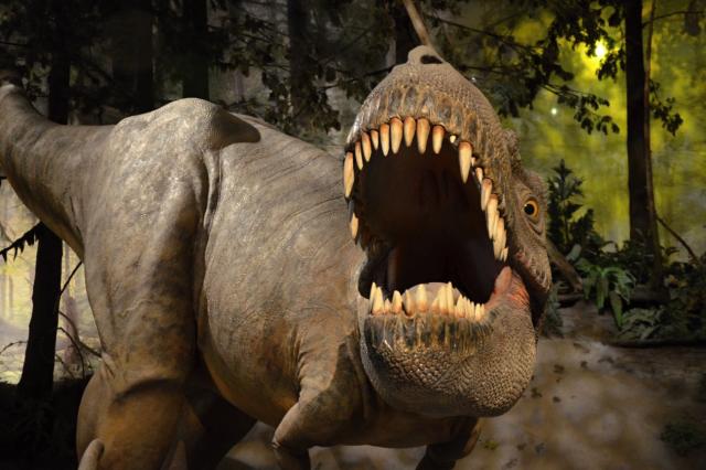 Albertosaurus dostal meno podľa oblasti, kde bol objavený