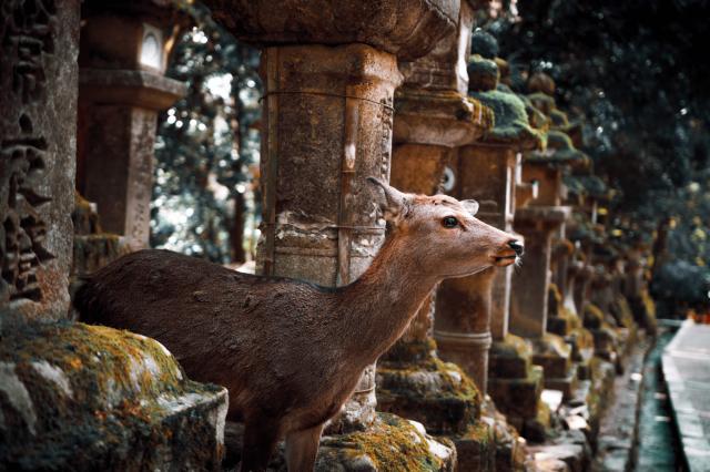 Svätyňa Kasuga Taisha plná lampiónov a krotkých srniek.
foto : 
