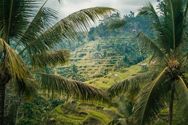 Ikonické ryžové terasy na Bali.
foto : Martin ŠIMKO — 