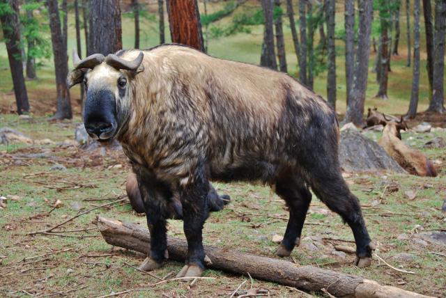 Čo je to zač? Takin (Burdorcas taxicolor) - smiešne národné zvi