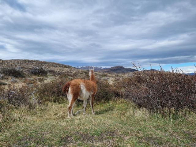 Prechádzka pri Torres del Paine. Foto: Karina Katanová - 