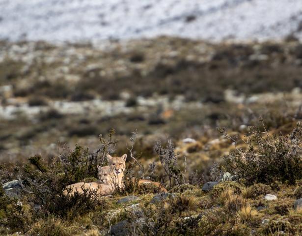 Vidieť pumy v Torres del Paine bude o veľkom šťastí. Budeme ho 