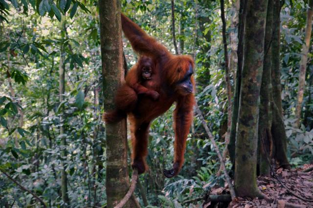 Na dotyk s orangutanmi, Sumatra.
foto : Jozef ZELIZŇÁK — 