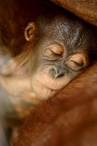 Zblízka sa pozrieme na projekt vypúšťania orangutanov do voľnej