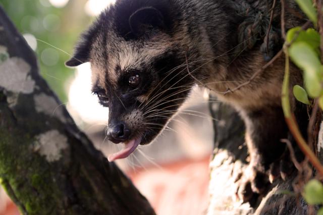 Už ste ochutnali kopi luwak?
foto : Jozef ZELIZŇÁK — 