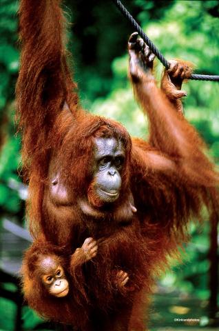 Na dotyk s orangutanmi, Sumatra