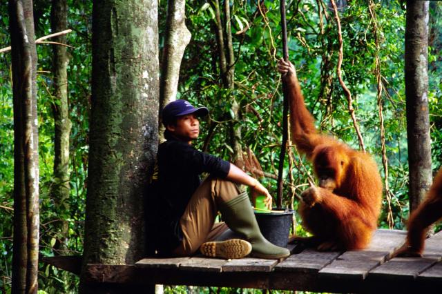 Pozrieme sa zblízka na projekt vypúšťania orangutanov do voľnej