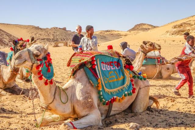 Ťavy v egyptských púšťach sú neoddeliteľnou súčasťou krajiny a 