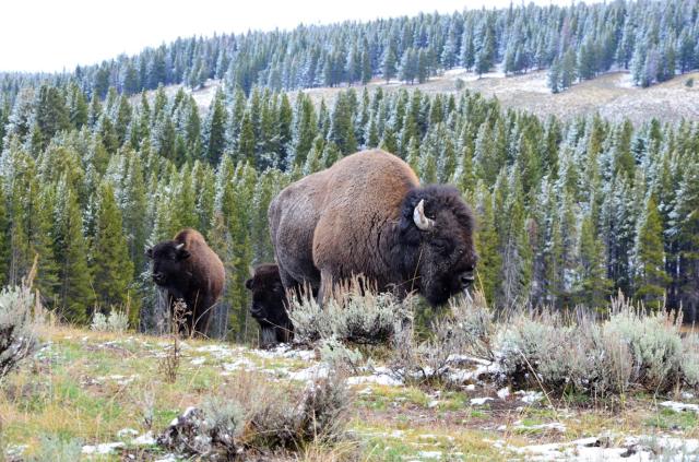 Letná sezóna je v Yellowstone krátka. Prvý sneh môže napadnúť u
